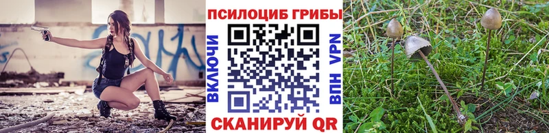 Купить  Кинель  Псилоцибиновые грибы Psilocybine cubensis 